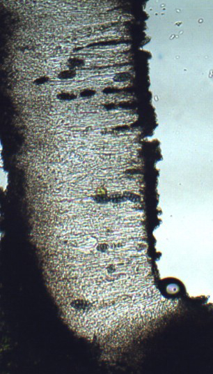 Fungo lichenicolo su Xanthoparmelia tinctina?